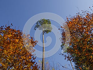 tall pine tree with two red orange beech tree on blue sky background