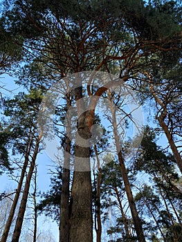 tall pine tree with two trunks against the blue sky in winter