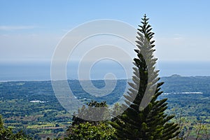 Tall pine tree with a vast land, forest and sea in the background