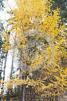 Tall pine tree with yellow needles in the autumn forest.