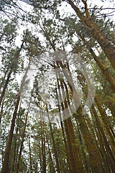 Tall Pine Trees against Sky at Pine Forest Valley, Vagamon, Idukki, Kerala, India photo