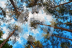 Tall pine trees on a background of clouds in the forest