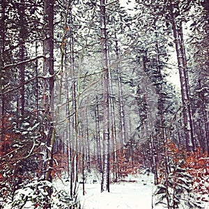 Tall pine trees and beech trees in winter landscape.