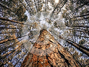 Tall pine trees with blue sky background