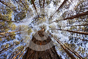 Tall pine trees with blue sky background