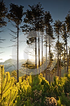 Tall pine trees at dawn