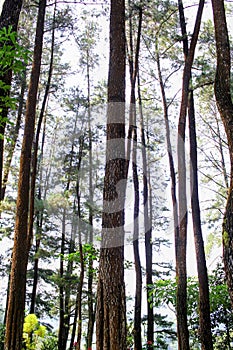 Tall Pine Trees Forest Canopy View with Sunlight and Clear Sky
