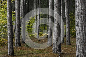 Tall pine trees in the forest with fall foliage