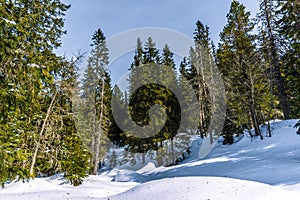 Tall pine trees in the High-Tatras, Slovakia