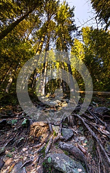 Tall pine trees roots