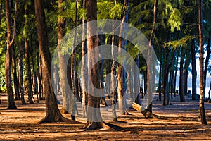 Tall pine trees standing against morning sun light at a beach in