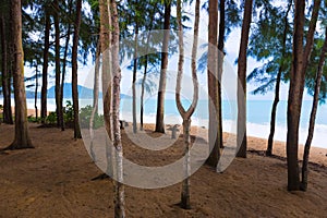 Tall pine trees standing against morning sun light at a beach in