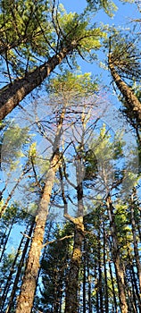 Tall pine trees in the sun