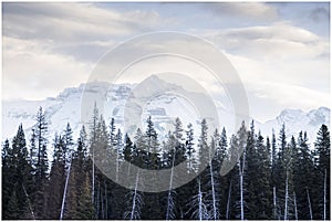 Tall pines in foreground of snow covered mountain in early morning.