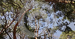 tall pines with green foliage in spring