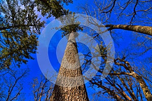 Tall pines on the pine cliff trail at governor dodge state park in Winter