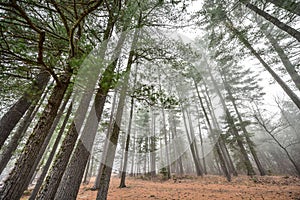 Tall pines and spruce on a foggy autumn November morning surrounded in fog.