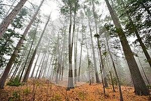 Tall pines and spruce on a foggy autumn November morning surrounded in fog.