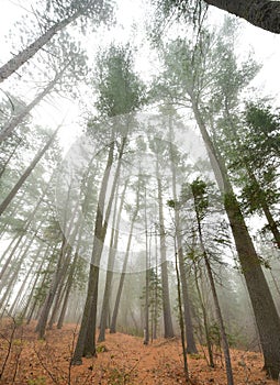 Tall pines and spruce on a foggy autumn November morning surrounded in fog.