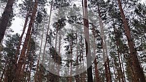 Tall pines sway in the wind against the autumn sky