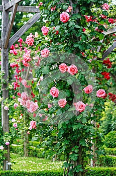 Tall pink climbing rose shrub in the Bois de Boulogne rose garden, Paris photo