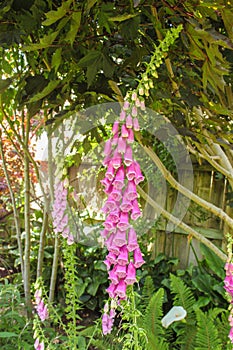 Tall pink foxglove plant covered in pink bell-shaped flowers against blurred garden background