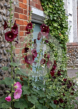 Tall pink hollyhocks growing on the North Norfolk coast UK.