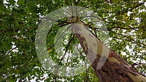 Tall plane tree with brown peeling bark on a bare yellow trunk