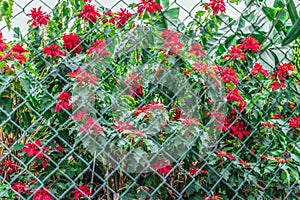 Tall Poinsettia or Christmas Star bush with red flowers behind a wire mesh fence