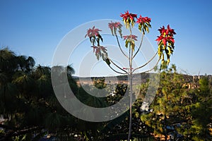 a tall poinsettia tree