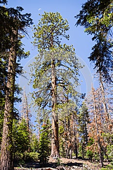 Tall Ponderosa Pine Pinus ponderosa tree growing in Yosemite National Park, Sierra Nevada mountains, California; waning crescent