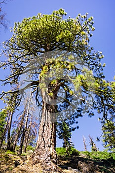 Tall Ponderosa Pine Pinus ponderosa tree growing in Yosemite National Park, Sierra Nevada mountains, California