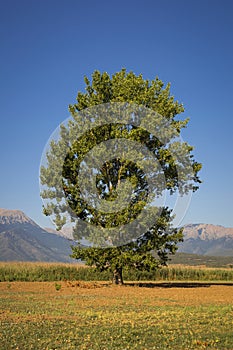 Tall Poplar tree