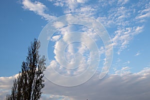 Tall tree blue sky and cloud patterns