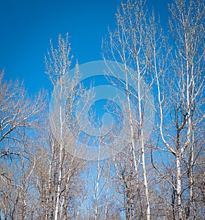 Tall poplar trees against a blue spring sky, without leaves
