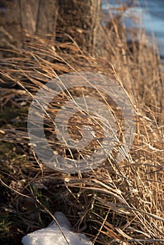 Tall prairie grass blowing in high wind in winter