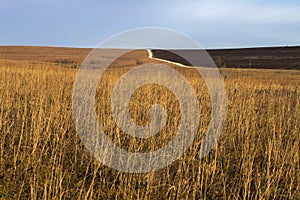Tall prairie grass and burned grass, Kansas