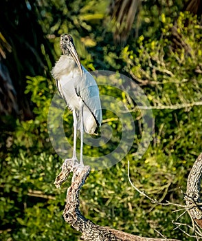 Tall, proud wood stork poses on branch in rookery photo