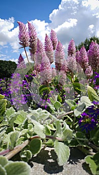 Tall Purple Cone Shaped Flowers photo