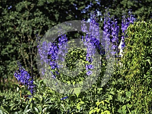 Tall purple delphiniums blooming