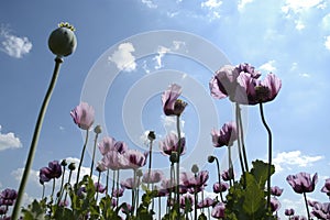 Tall Purple Flowers