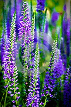 Tall purple flowers