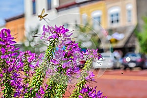 Tall Purple Flowers Blooming, Downtown Delavan, WI