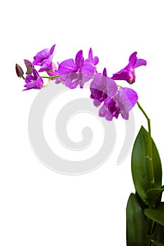 Tall Purple Moth Orchid Isolated