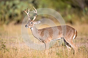 Tall rack whitetail broadside photo