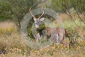 Tall racked whitetail buck standing behind brush