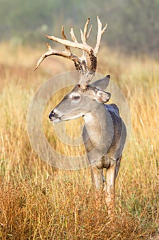 Tall racked whitetail buck in yellow grass photo