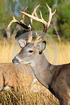 Tall racked whitetail portrait