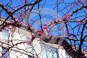 A tall rangy tree with purple flowers budding on its branches surrounded by a white apartment building with blue sky in Atlanta