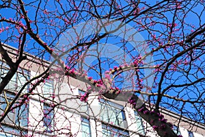 A tall rangy tree with purple flowers budding on its branches surrounded by a white apartment building with blue sky in Atlanta